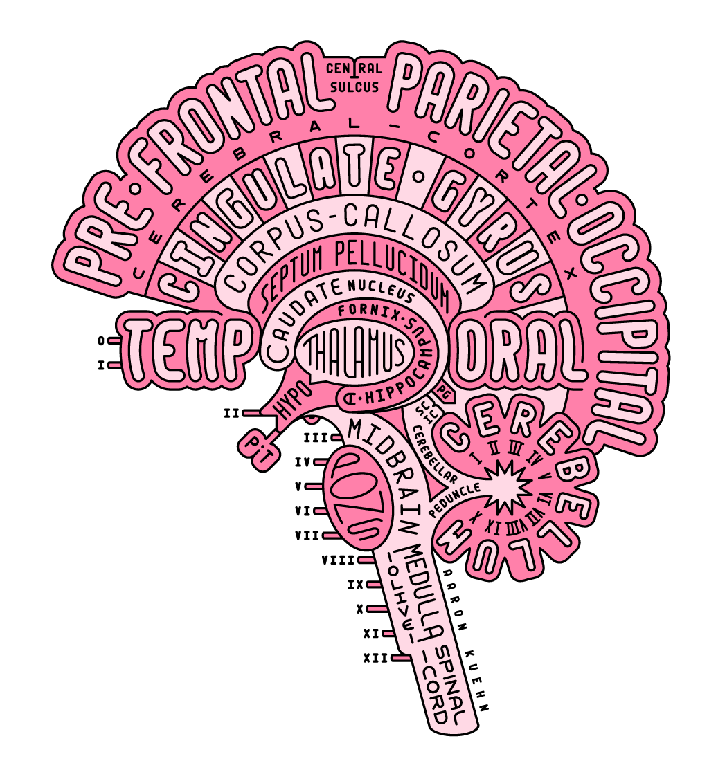 A neuro-anatomical diagram and model of the human brain in sagittal cross section, constructed using only styled typography.